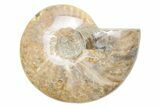Polished Cretaceous Ammonite (Cleoniceras) Fossil - Madagascar #216056-1
